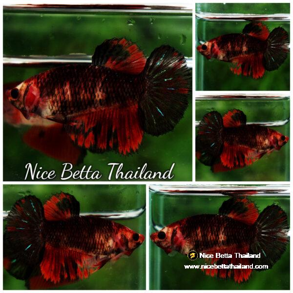 Betta fish Female HM Red Evil Warior By Nice Betta Thailand