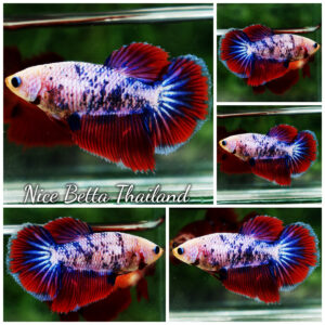 Betta fish Female HM Pink Blue Marble By Nice Betta Thailand