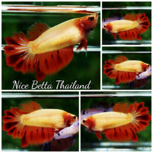 Betta fish Female Rose Armageddon Meteor By Nice Betta Thailand