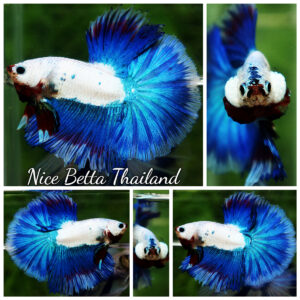 HM Blue Dragon scales (First Blue one in the world) by Nice Betta Thailand
