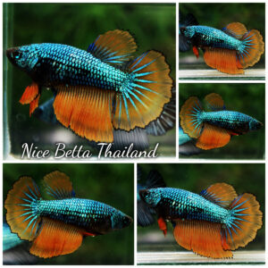 Betta fish Female HM Green Alien Mustard Gas By Nice Betta Thailand