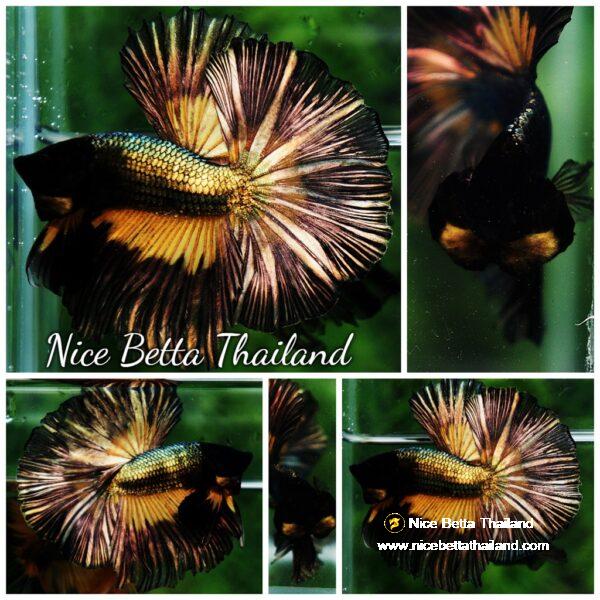 Betta fish OHM Copper MG Sky Hawk by Nice Betta Thailand
