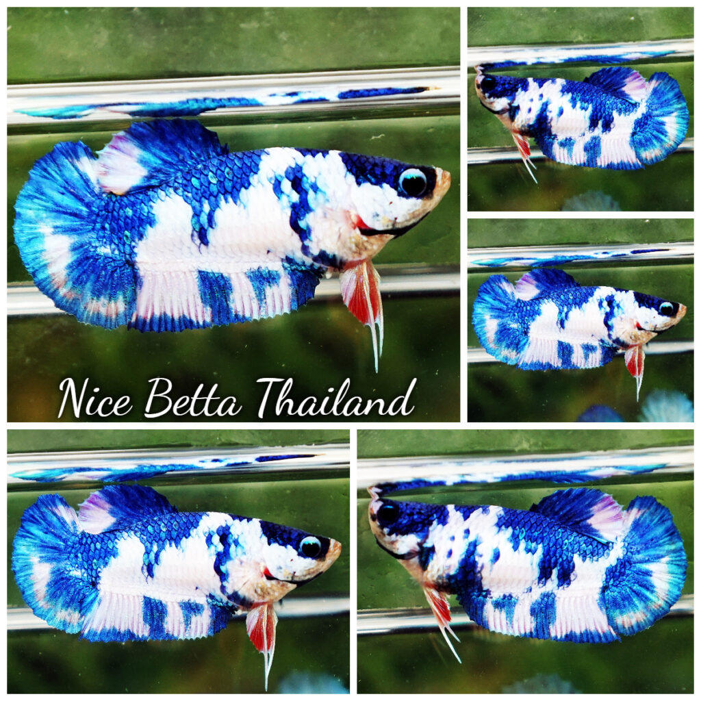 Live Betta Fish – Halfmoon Plakat HMPK Blue Marble Dragon (1 Pair, Breeding Pair)