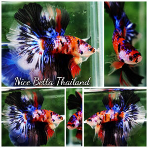 Betta fish HM Multicolor Candy Nemo Hawk