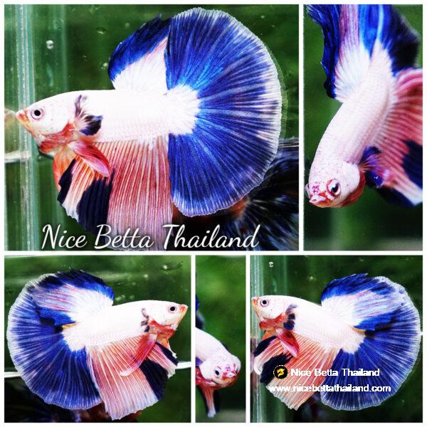Betta fish HM Magical Pink Blue Marble by Nice Betta Thailand