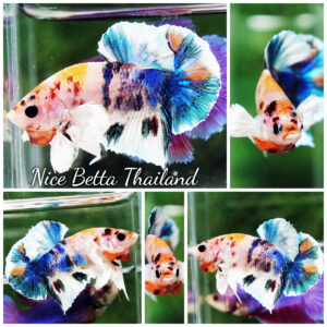 Betta fish HMPK Prince of Candy Yellow base Dumbo by Nice Betta Thailand