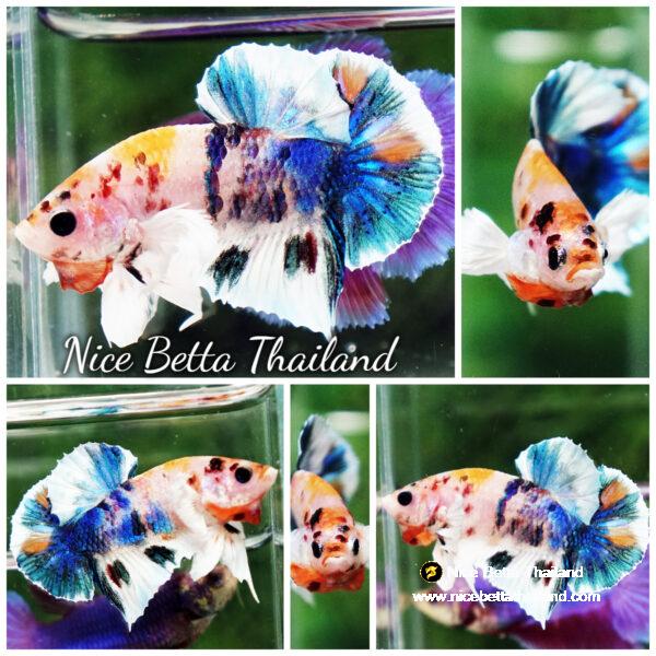 Betta fish HMPK Prince of Candy Yellow base Dumbo by Nice Betta Thailand