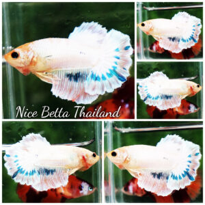 Betta fish Female HM Magical White Tricolors by Nice Betta Thailand