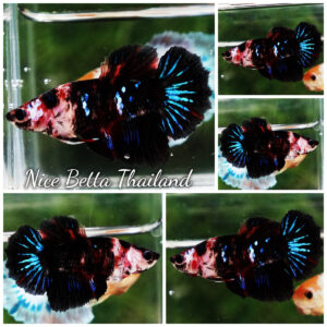 Betta fish Female HM Devil Avatar Gordon by Nice Betta Thailand