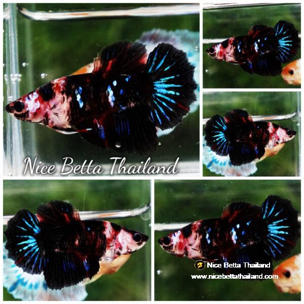 Betta fish Female HM Devil Avatar Gordon by Nice Betta Thailand
