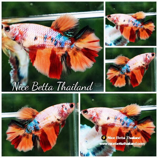 Betta fish Female HM Multicolor Candy Nemo by Nice Betta Thailand