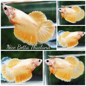 Betta fish Female HM Super Gold by Nice Betta Thailand