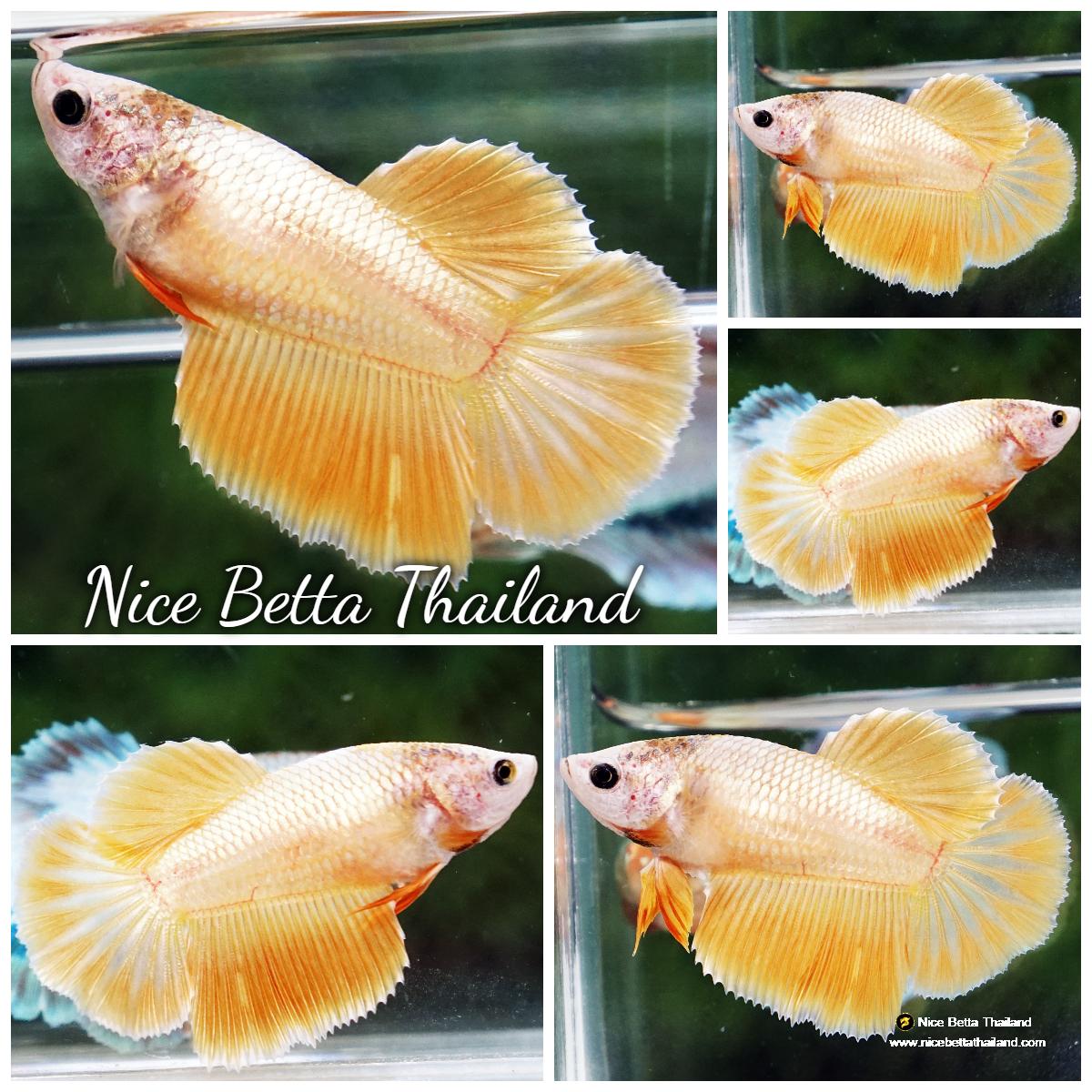 Betta fish Female HM Super Gold - nicebettathailand.com