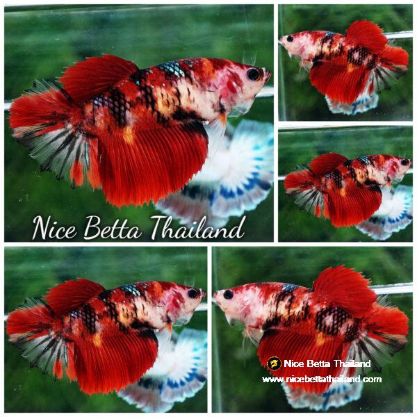 Betta fish Female HM Red Tiger Koi By Nice Betta Thailand