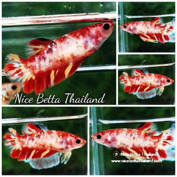 Betta fish Female HMPK Phoenix on Fire By Nice Betta Thailand