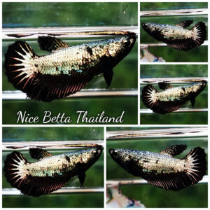 Betta fish Female HM Black Copper Dragon By Nice Betta Thailand