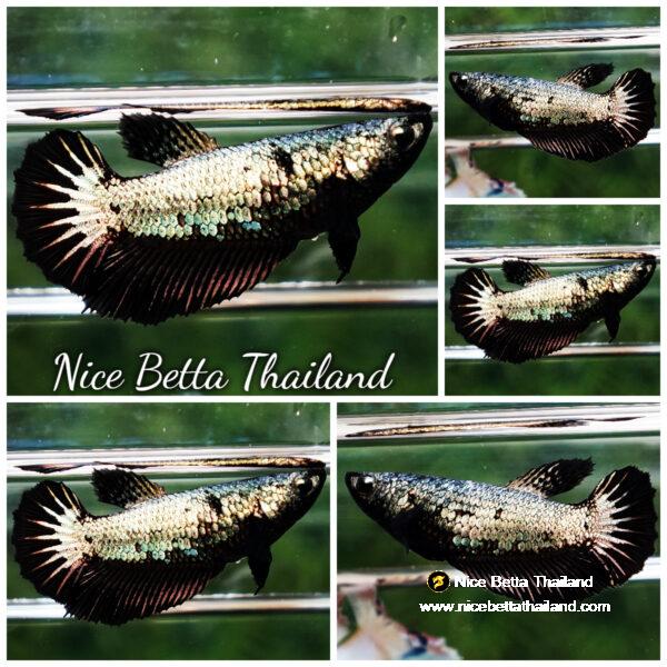 Betta fish Female HM Black Copper Dragon By Nice Betta Thailand