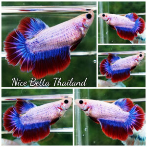 Betta fish Female HM White Mascot By Nice Betta Thailand