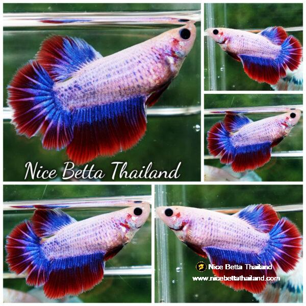 Betta fish Female HM White Mascot By Nice Betta Thailand