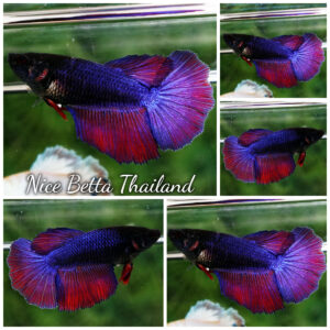 Betta fish Female HM Black Purple Lavender By Nice Betta Thailand