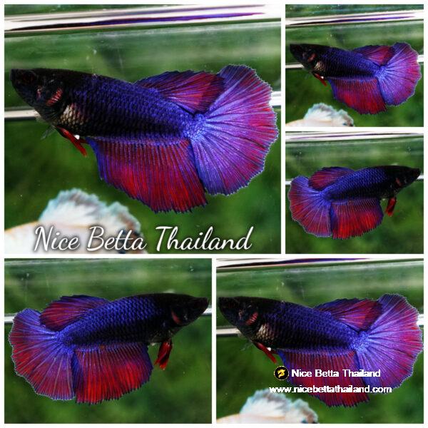 Betta fish Female HM Black Purple Lavender By Nice Betta Thailand