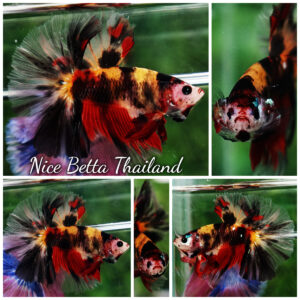 Betta fish OHM Tiger Black Nemo Sky Hawk By Nice Betta Thailand