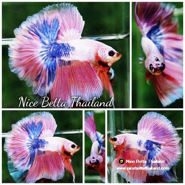 Betta fish OHM Magical Pink Blue Marble Rose tail By Nice Betta Thailand