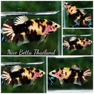 Betta fish Female HMPK Tiger Copper Yellow base By Nice Betta Thailand