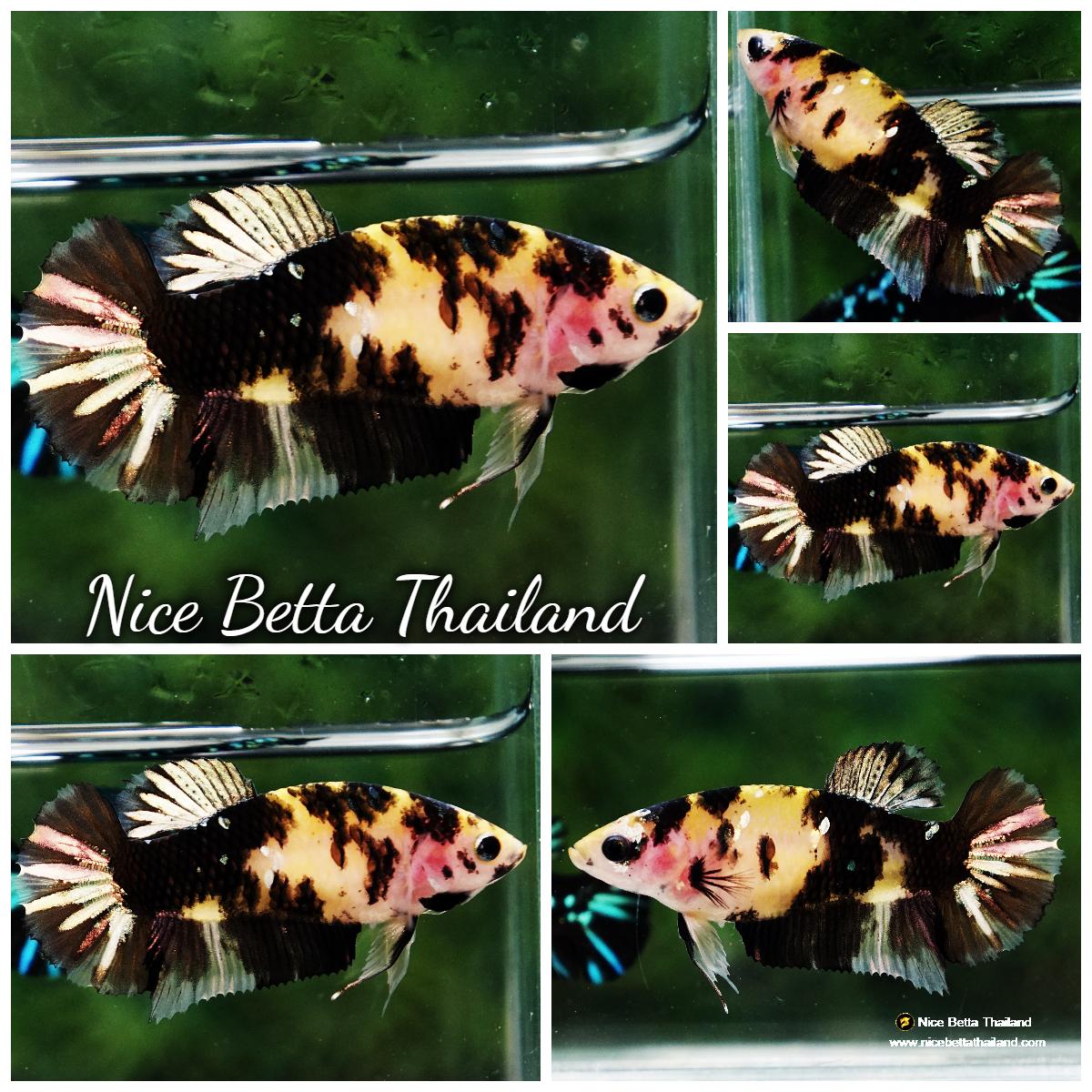 Betta fish Female HMPK Tiger Copper Yellow base