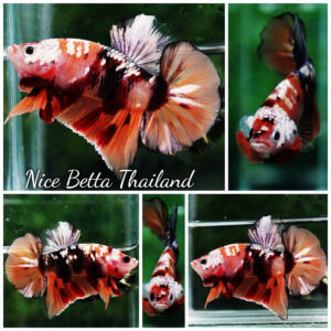 Betta fish HMPK Copper Nemo Tiger By Nice Betta Thailand