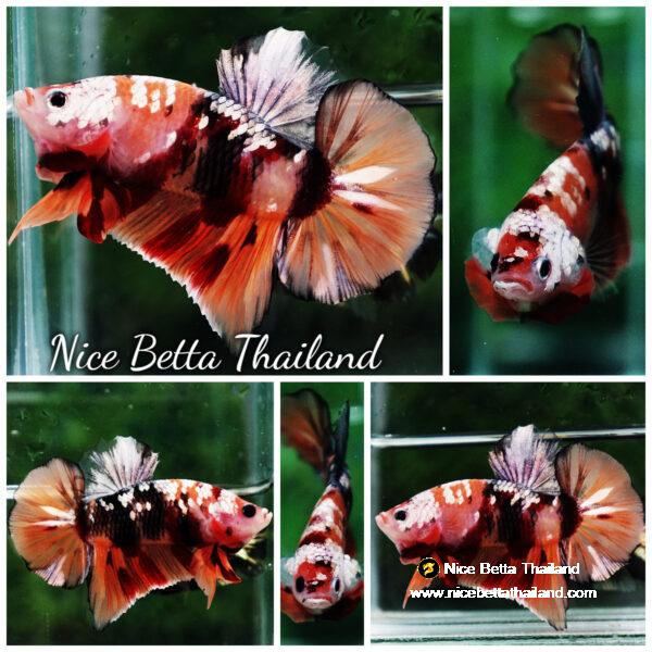 Betta fish HMPK Copper Nemo Tiger By Nice Betta Thailand