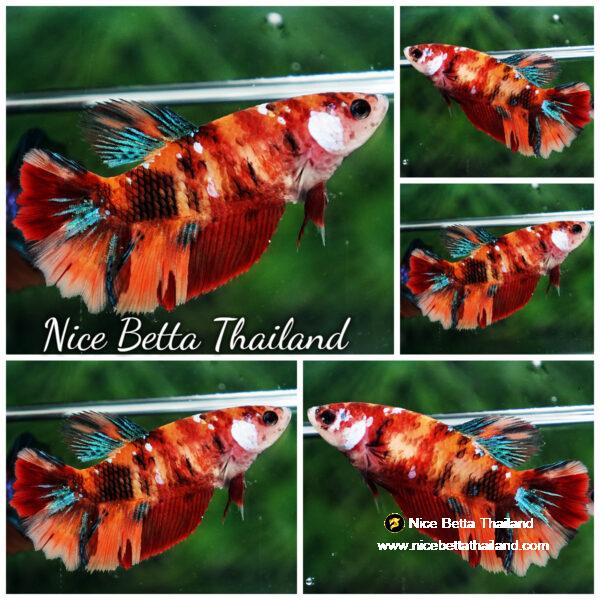 Betta fish Female HM Emerald Candy Nemo