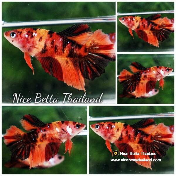 Betta fish Female HM Tiger Nemo
