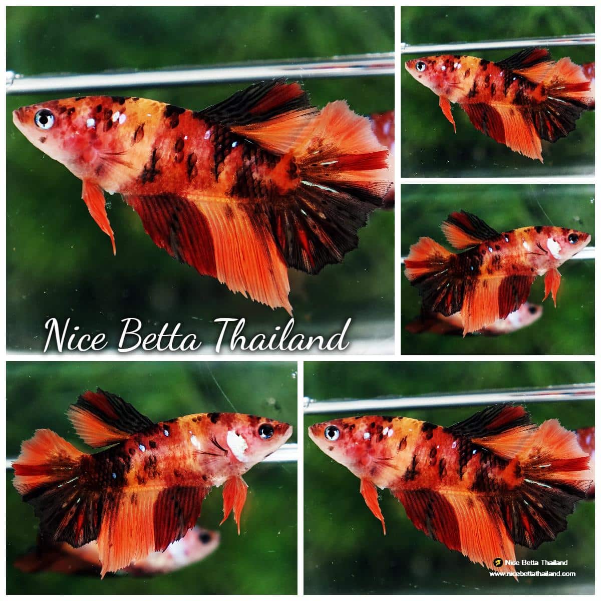 Betta fish Female HM Tiger Nemo