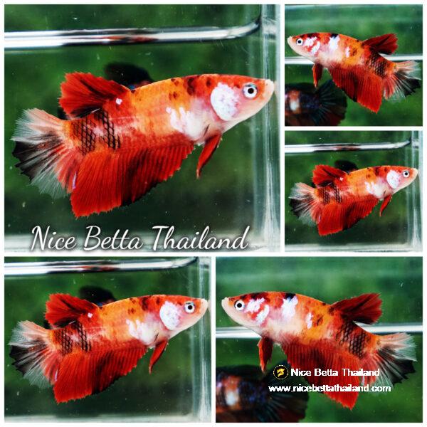 Betta fish Female HM Classic Nemo