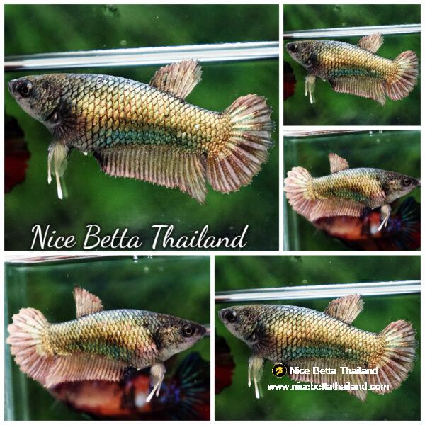 Betta fish Female HMPK Copper Gold
