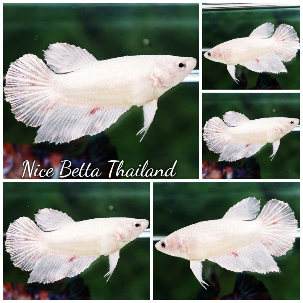 White dragon king best sale crown betta petsmart