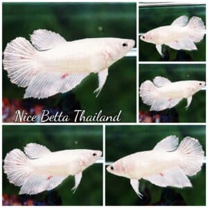 Betta fish Female HM White Dragon