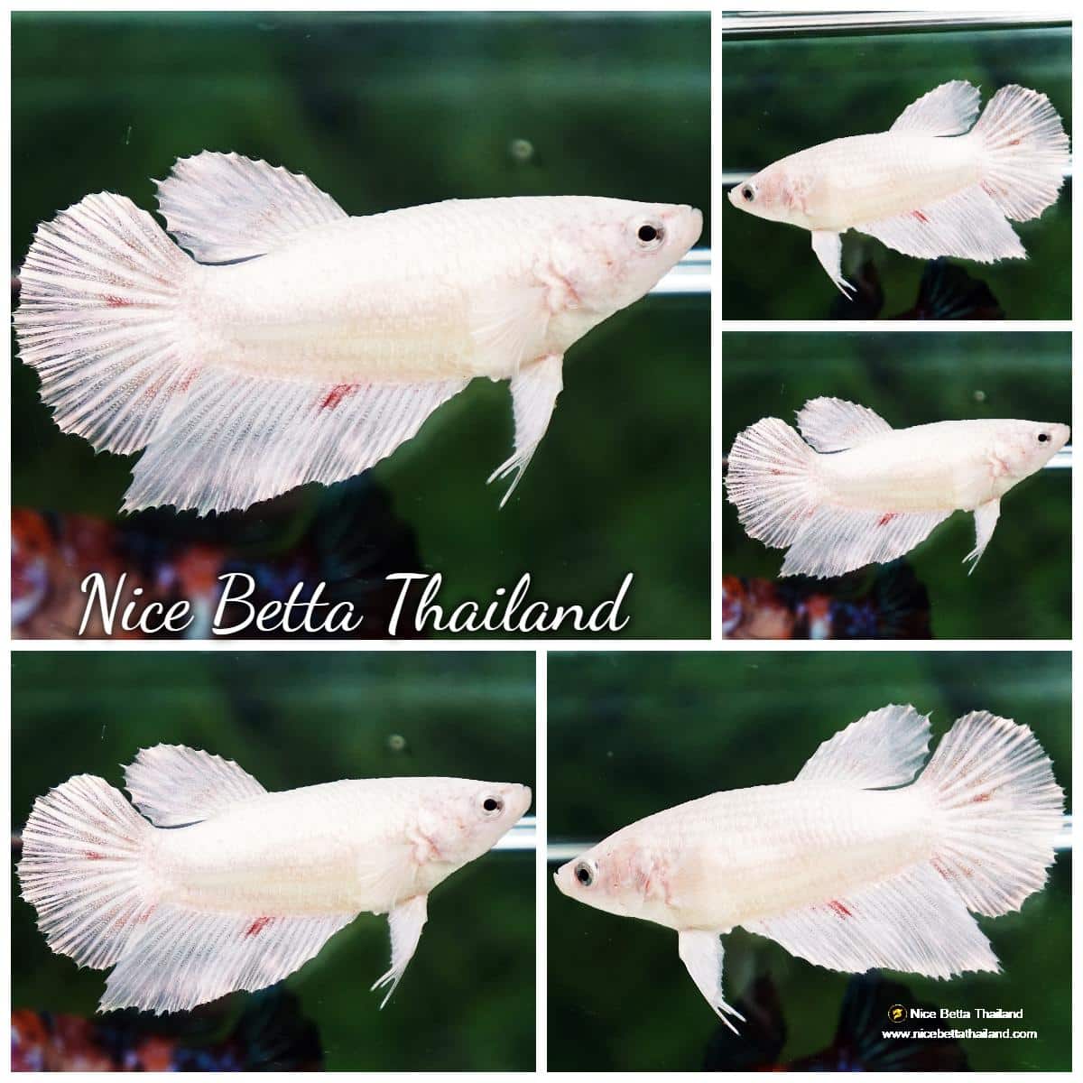 Betta fish Female HM White Dragon