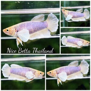 Betta fish Female HMPK Yellow Pink Net Dumbo