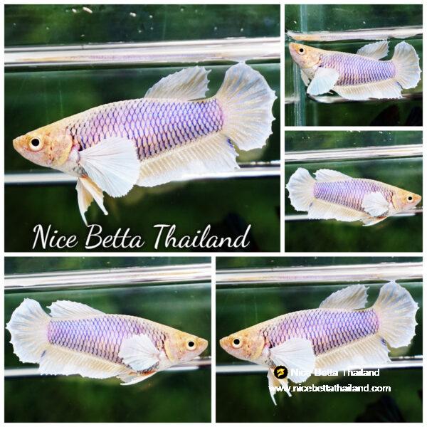 Betta fish Female HMPK Yellow Pink Net Dumbo