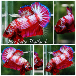 Betta fish HMPK Fancy Red Zebra (Rare) by Nice Betta Thailand