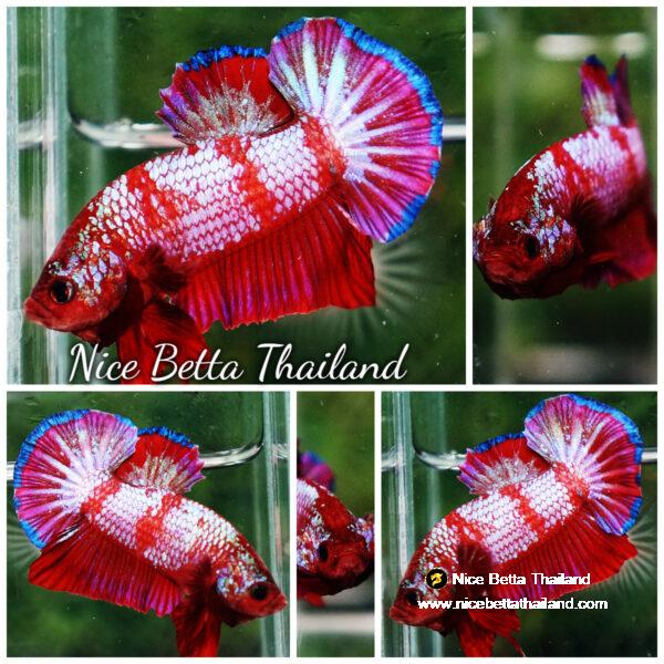 Betta fish HMPK Fancy Red Zebra (Rare) by Nice Betta Thailand