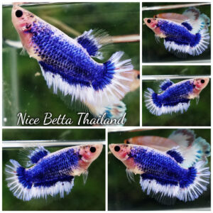 Betta fish Female HM Grizzle Blue Butterfly By Nice Betta Thailand