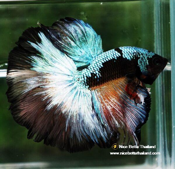 Betta fish OHM Samurai Halloween Warrior