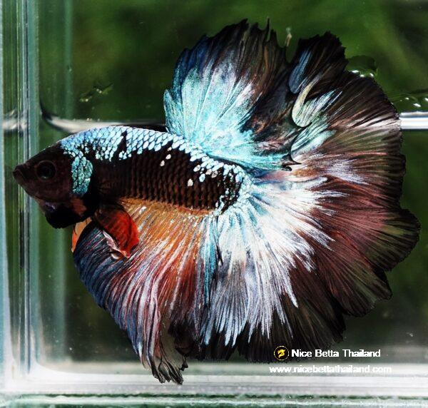 Betta fish OHM Samurai Halloween Warrior