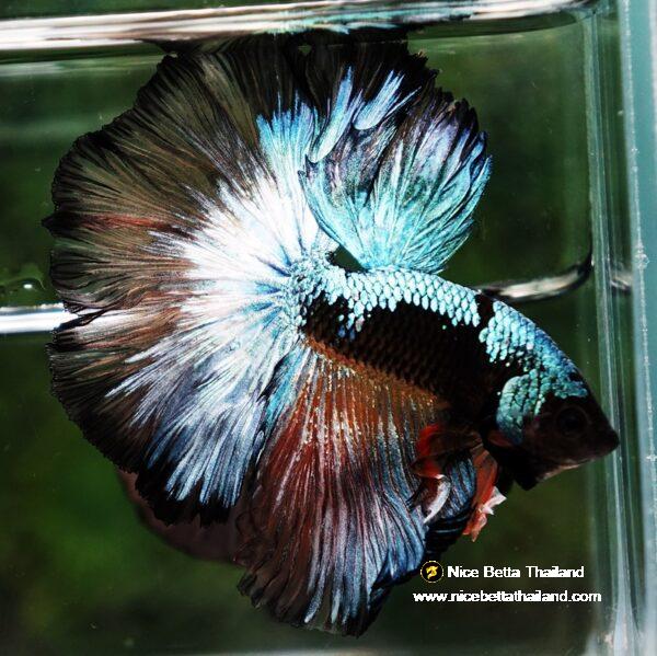 Betta fish OHM Samurai Halloween Warrior