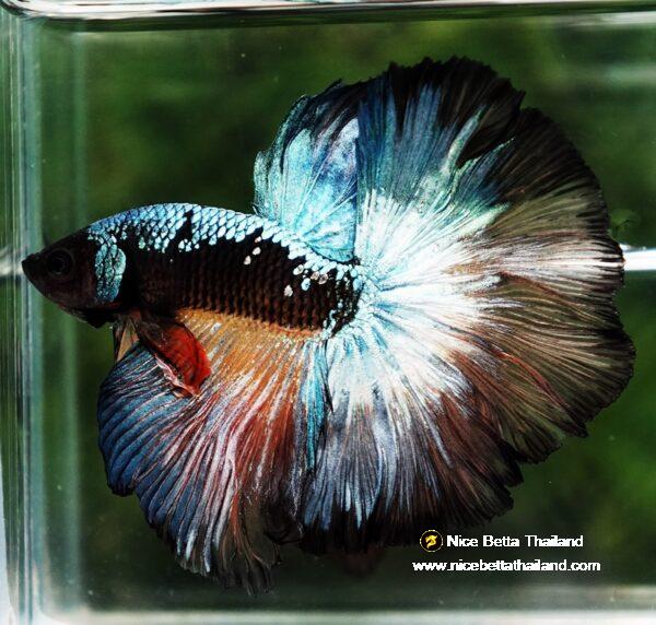 Betta fish OHM Samurai Halloween Warrior