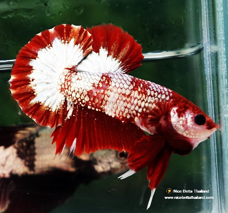 Fancy Copper Red Plakat, Male Betta Fish