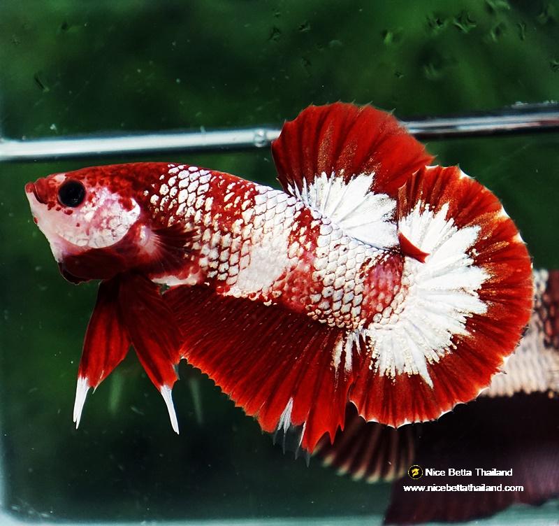Betta fish OHMPK Sparkle Fancy Red Zebra (Ultra Rare) by Nice Betta Thailand